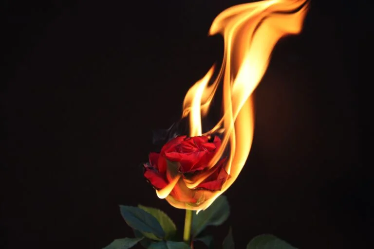 burning rose meaning