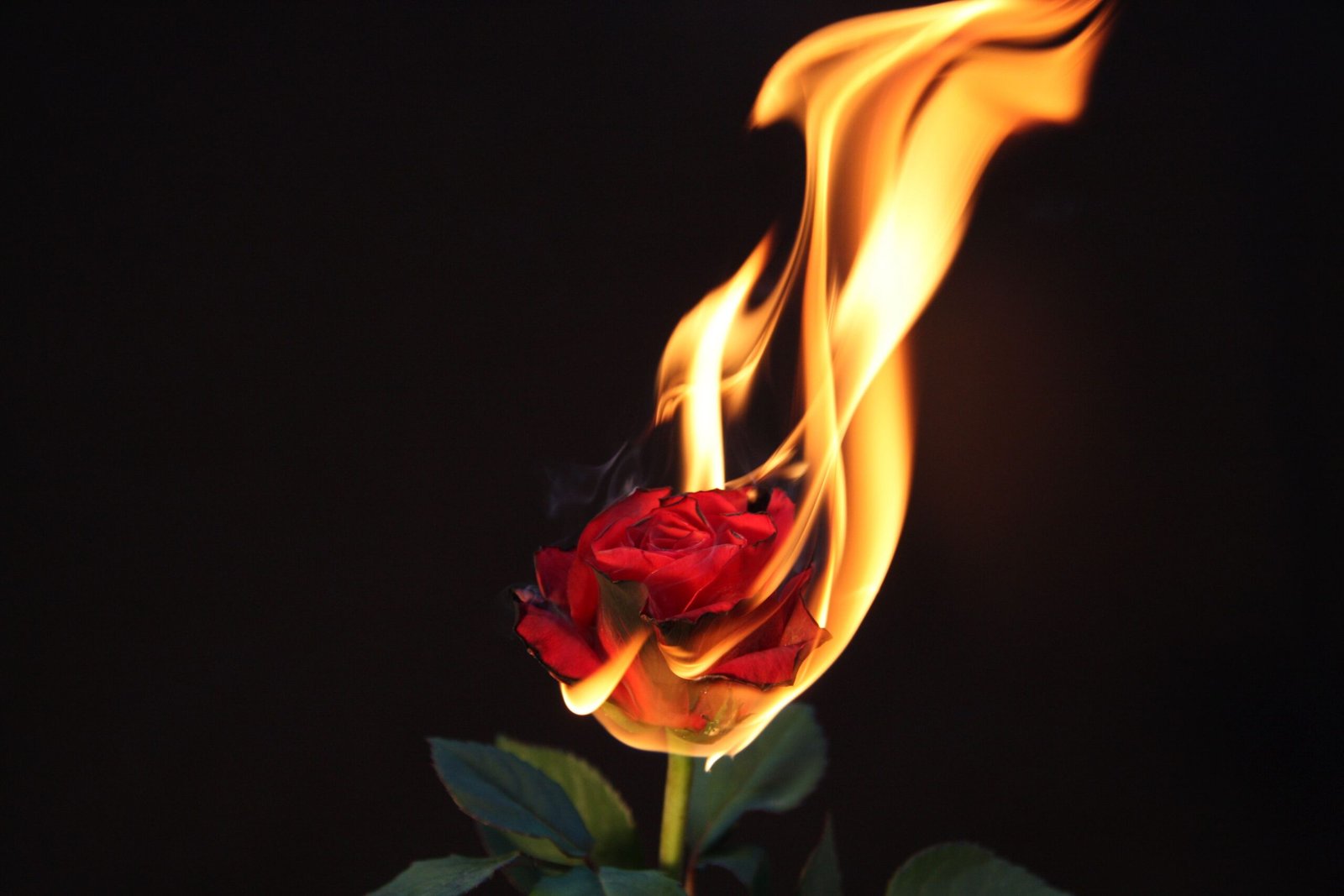 burning rose meaning