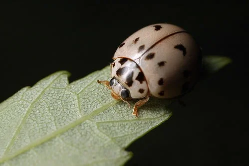 grey ladybug meaning