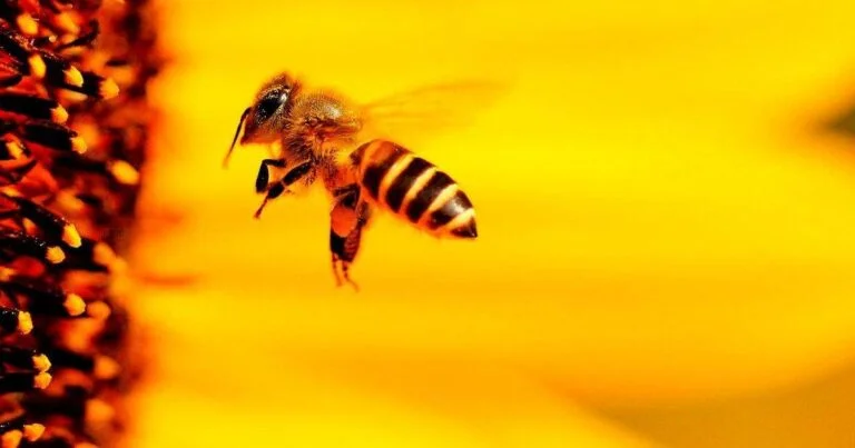 bee spiritual meaning twin flame