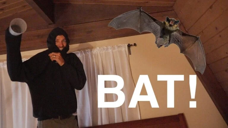 a bat in the house is a sign of death