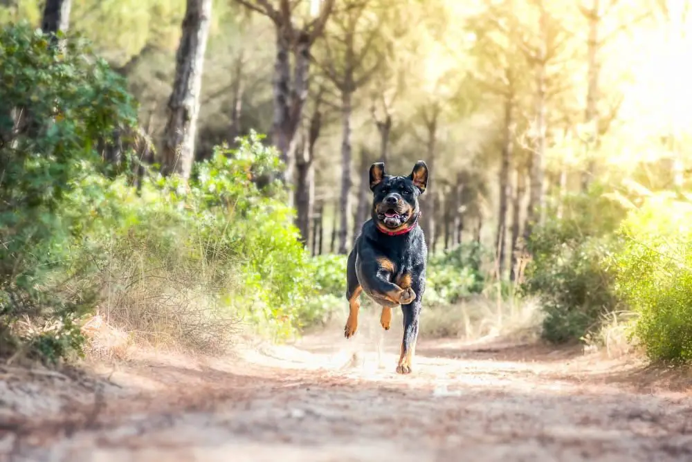 spiritual meaning of a dog crossing your path