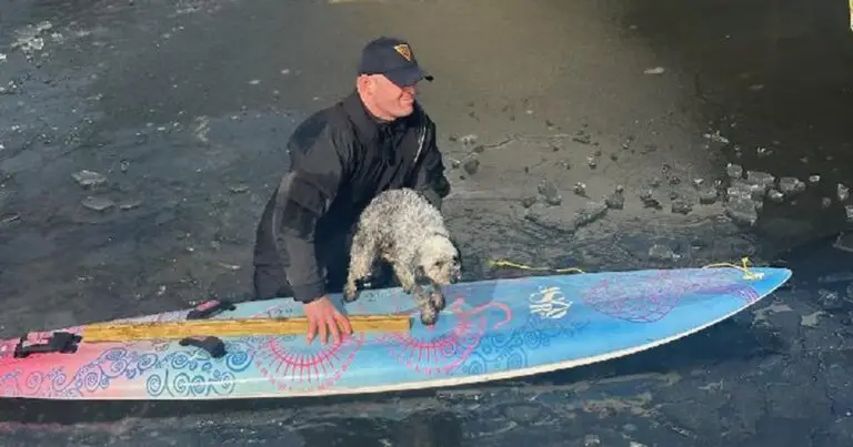 Trooper was on his way to work when he saw a dog trapped on the ice — grabbed a paddleboard