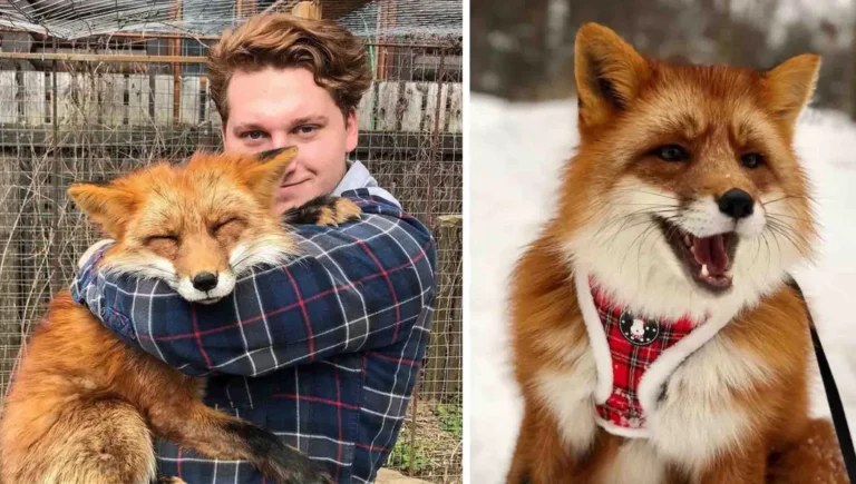 After rescuing a wild fox from a fur farm, the two became lifelong friends.